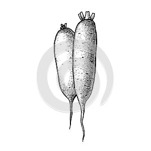 Daikon white radish. Vector sketch
