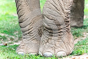 Daintly Elephant Feet with Wrinkles