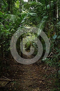 Daintree Forest arch. North East Queensland. Oldest natural forest