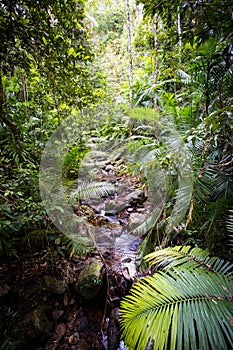 The Daintree Jindalba Boardwalk