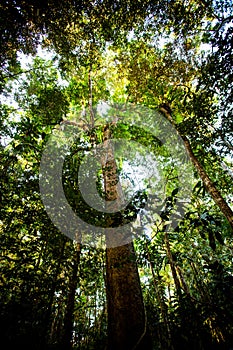 The Daintree Jindalba Boardwalk in Australia