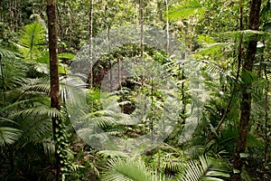 Daintree photo