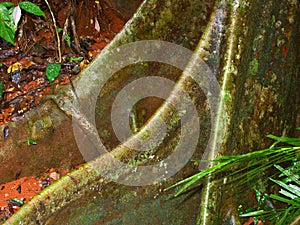 Daintree Rainforest