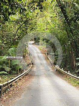 Daintree rainforest Australia