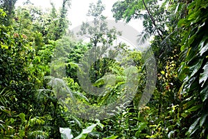Daintree Rainforest near Cairnes, rain in green jungle, Queensland, Australia