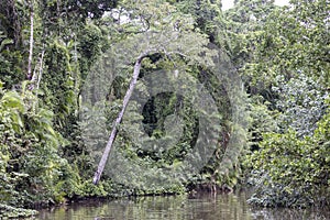 Daintree River rainforest