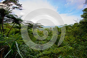 Daintree Tropical Rainforest, Cairns, Australia landscape