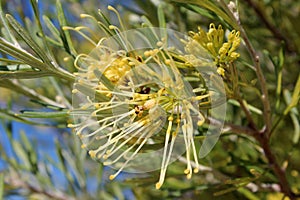 Dainty curled flower of Australian yellow grevilla species attracts honey bees and native birds.