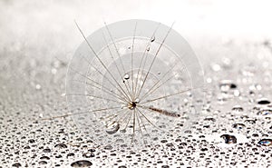 Dainty dandilion on wet surface