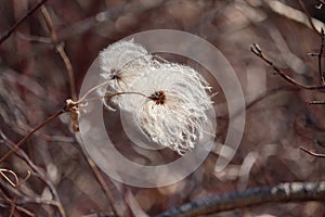 Dainty filigree white fluffy clematis seed heads