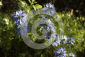 Dainty Nigella sativa flowe Love-in-a-mist, summer herb plant with different shades of blue flowers on small green shrub