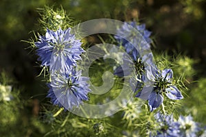 Dainty Nigella sativa flowe Love-in-a-mist, summer herb plant with different shades of blue flowers on small green shrub. View