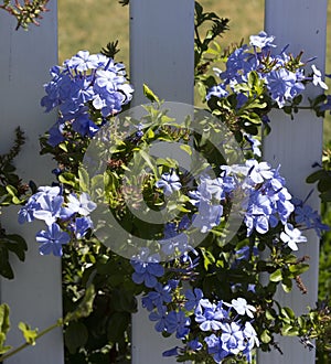 Dainty pale blue flowers of plumbago