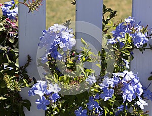 Dainty pale blue flowers of plumbago
