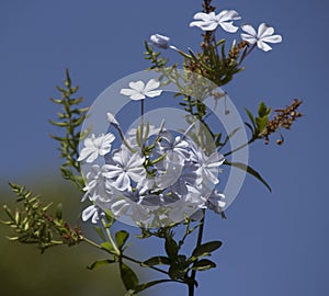 Dainty pale white flowers of plumbago