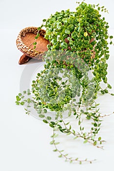 Peperomia prostrata aka `string of turtles` on a white background. photo