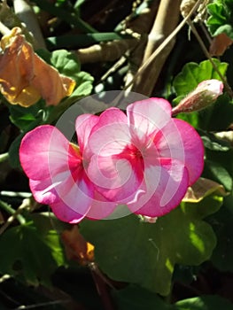 Dainty Pink Geranium Flower photo