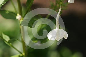 Dainty pure white blossom hanging by a thread