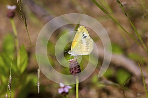 Dainty Sulphur Butterfly    708831 photo