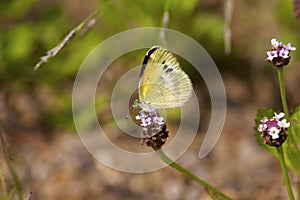 Dainty Sulphur Butterfly    708832 photo