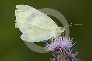 Dainty sulphur butterfly on thistle flower in Connecticut.