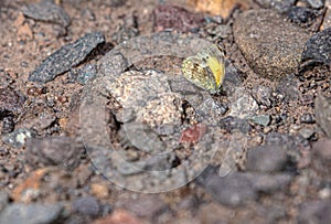 Dainty Sulphur, Nathalis iole, Butterfly, Puddling, Portland, Colorado