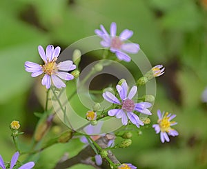 Dainty & sweet wildflowers in Detroit Lakes, Minnesota