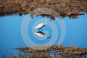 Dainty White Egret in Blue Lake photo