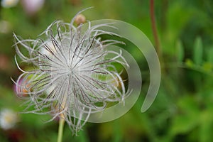 A dainty white flower blows