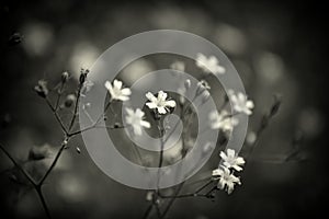 Dainty White Flowers