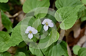 Dainty white flowers of Canada violet