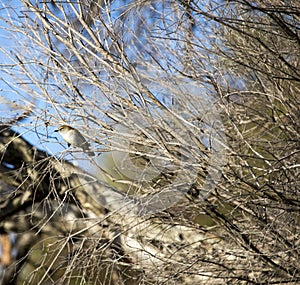 Dainty white plumed Honeyeater Lichenostomus penicillatus