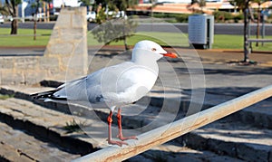 Dainty white seagull perching on an iron rail at the estuary. photo