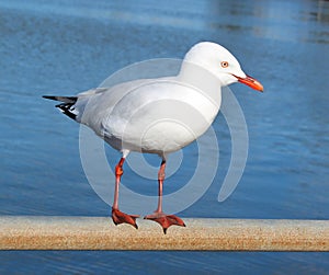 Dainty white seagull perching on an iron rail at the estuary. photo