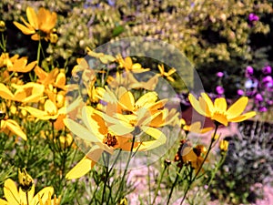 Dainty Yellow Daisies