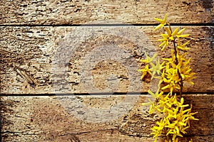 Dainty yellow forsythia border on rotten wood