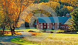 Dairy barn and Fall color sugar maple trees