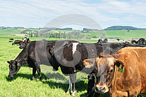 Dairy and beef cattle at organic outdoor farm in New Zealand