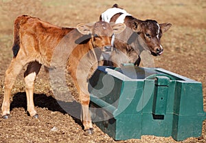 Dairy Bull Calves enjoying a Molasses Roll