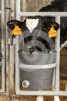 Dairy calf in a pen 2