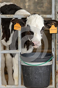 Dairy calf in a pen 5