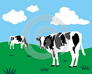 Dairy cattle