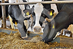 Dairy cattle eating silage photo