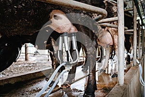 Dairy Cattle and Cottage Industry, Cow Milking Raw Milk With Facility Equipment Machine in Cattle Farm. Business Livestock and