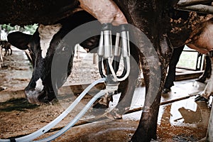 Dairy Cattle and Cottage Industry, Cow Milking Raw Milk With Facility Equipment Machine in Cattle Farm. Business Livestock and