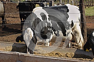 Dairy cattle eating silage