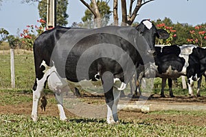 Dairy cattle eating silage