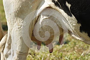 Dairy cattle eating silage