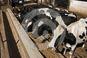 Dairy cattle eating silage