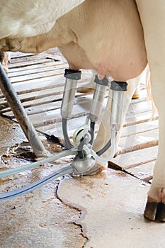 Dairy cattle farming, Milking a cow
